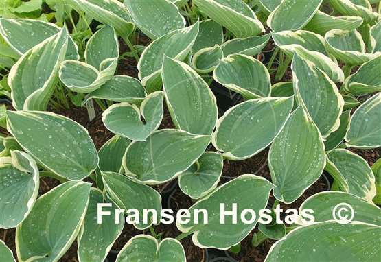 Hosta And You and I